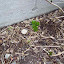 Hydrangea macrophylla - Mophead Hydrangea - "Nikko Blue"