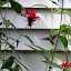 Monarda didyma - Red Bee Balm