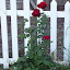 Rosa - Hybrid Tea Rose - "Chrysler Imperial"