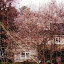 Salix chaenomeloides - Pussy Willow
