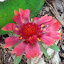 Gaillardia x grandiflora - Blanket Flower - "Tokajer"