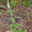 Veronica spicata - Spike Speedwell - 'Sightseeing Mix' Blue