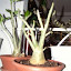 Adenium obesum - Desert Rose (2)