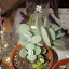Kalanchoe millotii