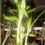 Dracaena sanderiana - Lucky Bamboo