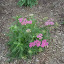Achillea millefolium - Yarrow - Mystery Lavender