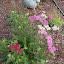 Achillea millefolium - Yarrow - "Cerise Queen"