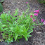 Penstemon 'Cathedral Hot Rose'