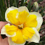 Daffodil (Narcissus) 'Orangery'