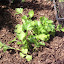 Petroselinum crispum - Flat Italian Parsley