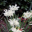 Daffodil - Triandus - 'Thalia'