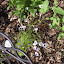 Gilia tricolor - Birdseye Gilia