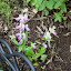 Collinsia heterophylla - Chinese Houses