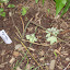Aquilegia alpina - Alpine Columbine