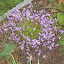 Campanula poscharskyana - Serbian Bellflower - 'Blue Waterfall'