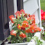 Antirrhinum - Mixed Snapdragons
