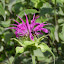Monarda Didyma - Bergamot 'Bluestocking'