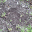 Antirrhinum braun-blanquettii - Perennial Snapdragon