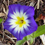 Convolvulus tricolor - Dwarf Morning Glory