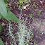 Helichrysum angustifolium - Curry