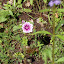 Malva sylvestris - Tall Mallow - 'Zebrina'