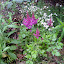 Astilbe - "Amethyst"