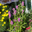 Stachys monnieri - Lamb's Ear - 'Hummelo'