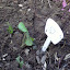 Salvia transsylvanica - Blue Cloud