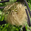 Clematis - 'Celtic Skies' aka 'Vyvyan Pennell'