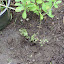 Thymus citriodorus - Lemon Thyme