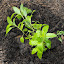 Salvia farinacea - Mealy Sage - 'Victoria Blue'