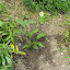 Echinacea - Coneflower 'Sunset'