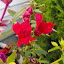 Antirrhinum majus - Snapdragon - 'Black Prince'