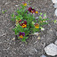 Viola x wittrockiana - 'Irish Molly'