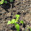 Echinacea - Coneflower - from 'Sundown'