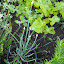 Allium tuberosum - Garlic Chives