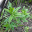 Asclepias tuberosa - Butterfly Weed