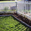 SneIrish's xxx DH's Rose Collection xxx garden