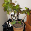 Codiaeum variegatum - Croton