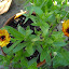 Calendula - Pot Marigold - 'Deja vu'
