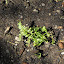 Athyrium niponicum var. pictum- Japanese Painted Fern 'Pictum'