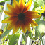 Helianthus annuum - Sunflower - 'Autumn Beauty'