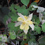 Aquilegia - Columbine - 'Harlequin Mix yellow'