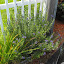 Caryopteris x clandonensis - Blue Mist Spiraea 'Longwood Blue'