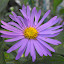 Aster x frikartii - Aster - 'Wonder of Staffa'