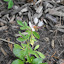 Cleome marshalii - White Spider Flower
