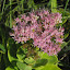 Sedum - Stonecrop - 'Autumn Joy' (1)