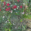 Gaura lindheimeri - Gaura, 'Whirling Butterflies'