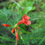 Ipomopsis rubra - Standing Cypress