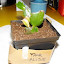 Schlumbergera truncata - Holiday Cactus 'Thor Alise'